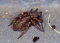 Badumna_ZZ241_F2340_Z_75_Houhora heads_Nieuw-Zeeland